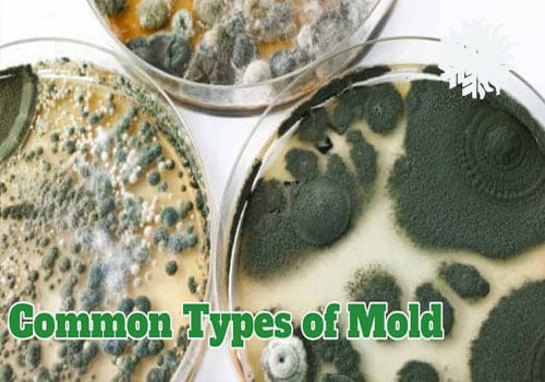 common mold types