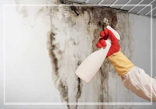 Mesquite mold remediation
